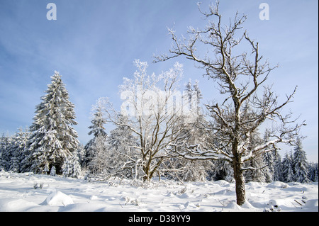 Trees covered in snow and hoar frost at the nature reserve High Fens / Hautes Fagnes in winter, Belgian Ardennes, Belgium Stock Photo