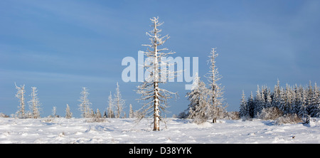 Burned spruce trees in frozen moorland in the snow at nature reserve High Fens / Hautes Fagnes in winter, Ardennes, Belgium Stock Photo