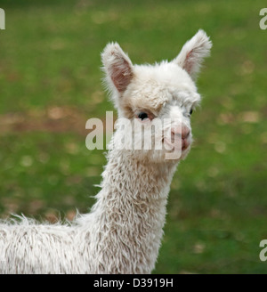 Close up of head and face of young alpaca - cria - against a dark green background Stock Photo