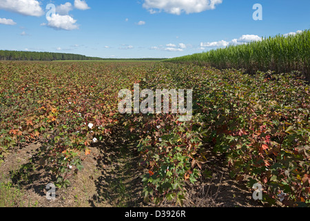 Row of cotton plants growing beside field of sugar cane on farm in Queensland Australia Stock Photo