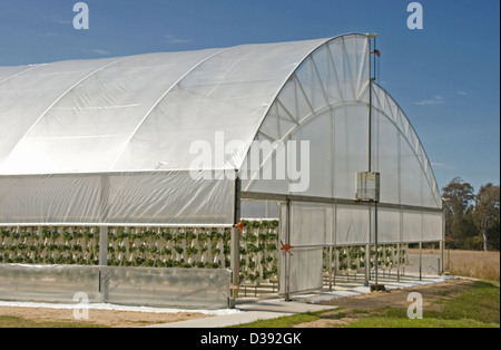 Large plastic covered tunnel greenhouse used in production of hydroponic strawberries - against a bright blue sky Stock Photo