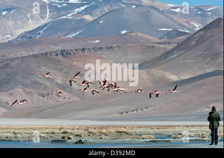 Flamingo (Phoenicoparrus sp.) saltlake habitat at 3800m altitude Laguna Santa Rosa Parque Nacional Nevado Tres Cruces Atacama Stock Photo