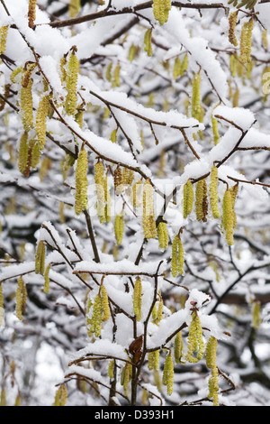 Male catkins on Corylus avellana. Catkins on Common Hazel. Stock Photo