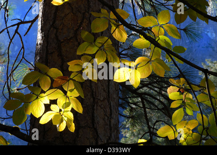 Sun streaming through forest lighting the leaves of a tree against an indigo blue sky Stock Photo