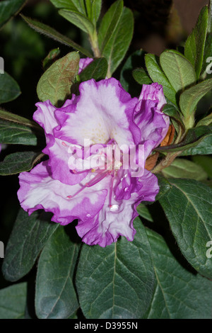 Spectacular mauve and white flower with frilly petals against deep green foliage of Azalea indica cultivar 'Rosa Belton'. Stock Photo