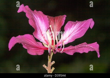 Unusual bright pink /red flower of Bauhinia blakeana, orchid / butterfly tree, floral emblem of Hong Kong, against a dark background Stock Photo