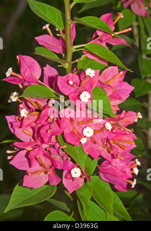 Cluster of bright red bracts surrounding tiny white flowers of Bougainvillea 'Fancy Pants', with emerald foliage Stock Photo