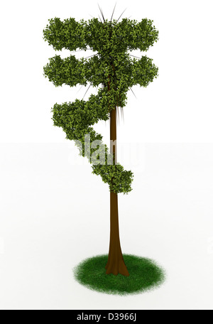 Indian Rupee tree on white background Stock Photo