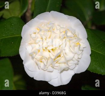 Spectacular white flower with double petals tinged with yellow - Camellia japonica 'Brushfield's Yellow' Stock Photo