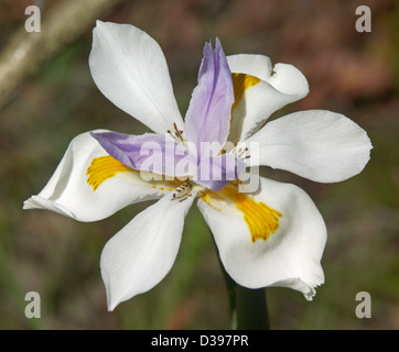 White, mauve, and yellow flower of Dietes iridiodes, wild iris. Stock Photo