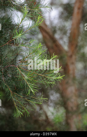 Fine tea tree (Melaleuca alternifolia) leaves and out of focus trunk. Stock Photo