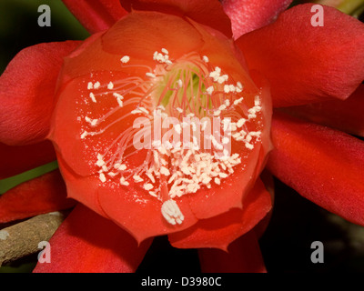 Close up of bright red flower of Epiphyllum cactus - 'Pop's Flame' - Christmas / orchid cactus Stock Photo