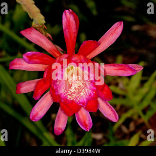 Spectacular bright red flower of Epiphyllum cactus 'Pop's Red' - Christmas / orchid cactus Stock Photo