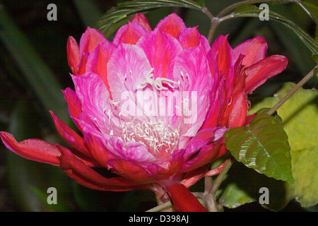 Close up of spectacular bright red flower of Epiphyllum cactus 'Pop's Red' - Christmas / orchid cactus Stock Photo