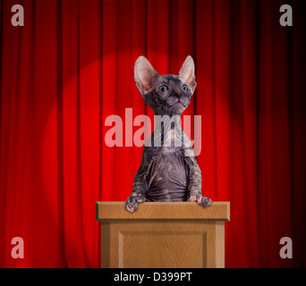 Funny hairless cat standing on a rostrum for a speech with red curtains and light spot behind Stock Photo