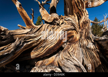 Detail shot of bristlecone pine tree Stock Photo
