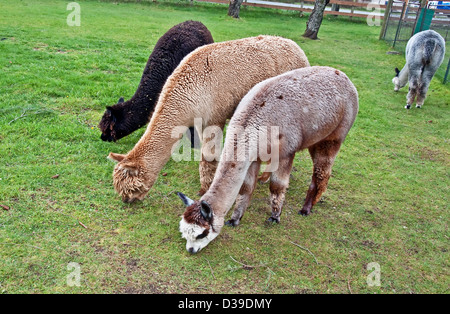 Three Huacaya alpacas are grazing on grass in a pasture in a row. One is tan, one is black and one is spotted. Stock Photo