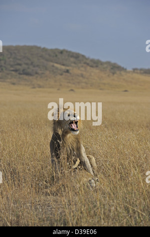 A mating lion couple in the grasslands of the Amboseli National Park ...