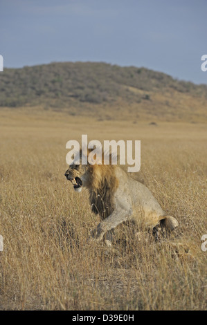 A mating lion couple in the grasslands of the Amboseli National Park ...
