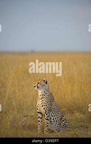 Cheetah sitting in the grasslands of Masai Mara in Kenya, Africa Stock Photo