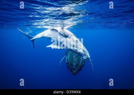 Humpback whales swimming underwater Stock Photo