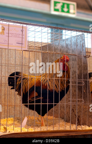 a rooster / cockerel in a cage at a country poultry show Stock Photo