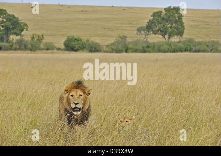 Mating lions in the grasses of Masai Mara, Kenya, Africa Stock Photo ...