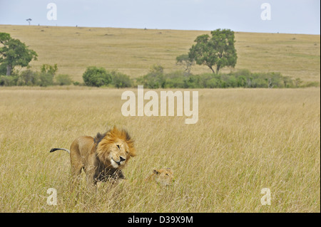 Mating lions in the grasses of Masai Mara, Kenya, Africa Stock Photo ...