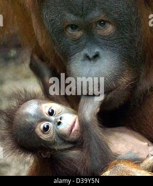 (dpa) - The three-months old orang utan baby Raja puts its hand into the mouth of its mother Pini in the zoo in Leipzig, Germany, 22 December 2003. Stock Photo