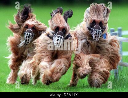 (dpa) - Three Afghan hound dogs are running with their long hair and ears flying in the wind at the International Greyhound Race in Gelsenkirchen, Germany, 18 May 1997. 'Fashdil-Landu Schams-an-Nahar' (C) won the 'Grand Prix of Gelsenkirchen'. Stock Photo