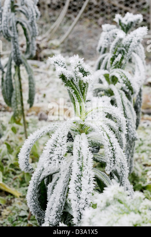 Brassica oleracea var. acephala, Kale, Nero di Toscana in heavy frost, Wales. Stock Photo