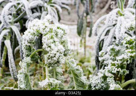 Brassica oleracea var. acephala, Kale, Nero di Toscana and Winter Westland in heavy frost, Wales. Stock Photo