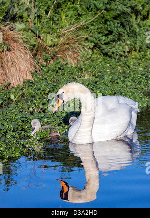 A Pen, Mute Swan watches over her two chicks as the feed among the water cress on the River Avon. Stock Photo