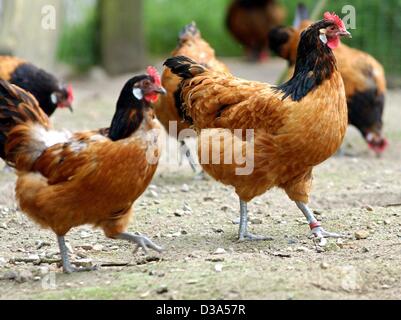 (dpa) - Chicken runs around freely on a poultry farm near Schwerin, Germany, 30 May 2002. Wholefood producers are facing their worst scandal in Germany: A national food supplier sold wheat that was contamined with Nitrofen, an illegal toxical pesticide which can cause cancer. The ecologically produc
