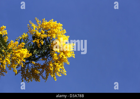 Fresh Mimosa Flowers In Blue Paper Envelope In Human Hands. Flat Lay 