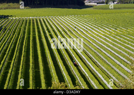 Napier North Island New Zealand travel tourism Stock Photo