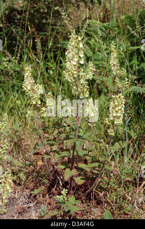 Wood sage (Teucrium scorodonia : Lamiaceae), UK. Stock Photo