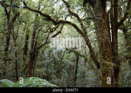 Fiordland South Island New Zealand travel tourism Stock Photo