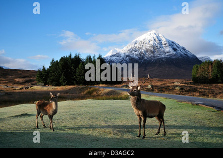Red Deer in Glen Coe with morning light on the summit cone of Buachaille Etive Mor Stock Photo