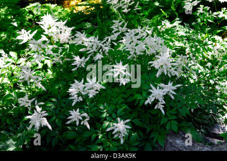 white astilbe fluffy feathery perennials plant portraits closeup cream white flowers flowering bloom Stock Photo