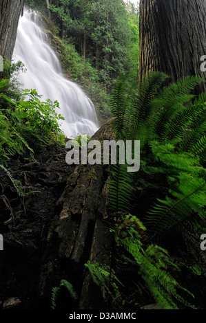 Bridal Veil Falls Provincial Park Chilliwack British Columbia Canada white water waterfall rainforest lush green undergrowth Stock Photo