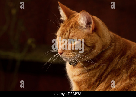 ginger cat head looking slightly to the side Stock Photo