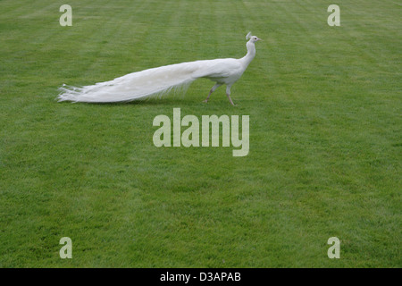 Albino peacock on grass background Stock Photo