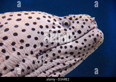 Head of a Moray eel in an aquarium in front of blue background Stock Photo