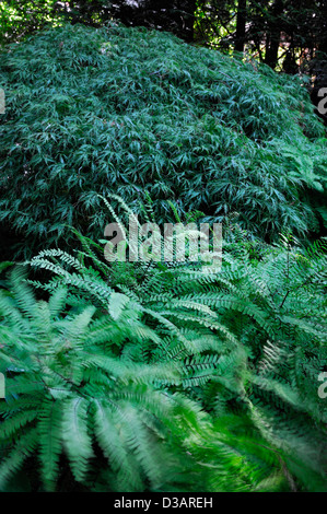 Japanese Garden section area The Butchart Gardens Brentwood Bay Victoria British Columbia Canada ferns foliage Stock Photo