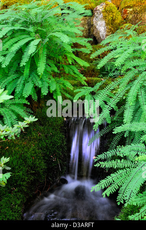Japanese Garden section area The Butchart Gardens Brentwood Bay Victoria British Columbia Canada ferns water feature Stock Photo
