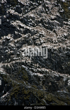 The sea stacs of Stac Lee, Stac An Armin and the island of Boreray with sea bird colonies, Hilda in the St Kilda archipelago Stock Photo