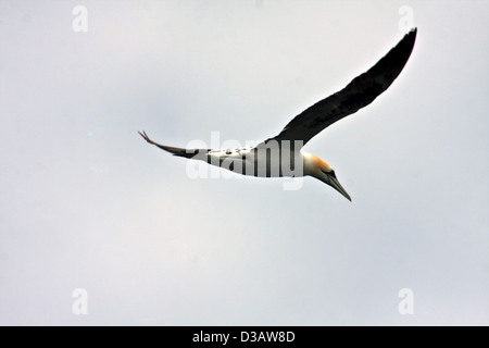 A Northern gannet in flight near the island of Boreray and sea stacs Lee and An Armin, near Hilda isle, St Kilda archipelago Stock Photo