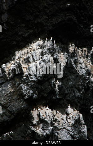 The sea stacs of Stac Lee, Stac An Armin and the island of Boreray with sea bird colonies, Hilda in the St Kilda archipelago Stock Photo