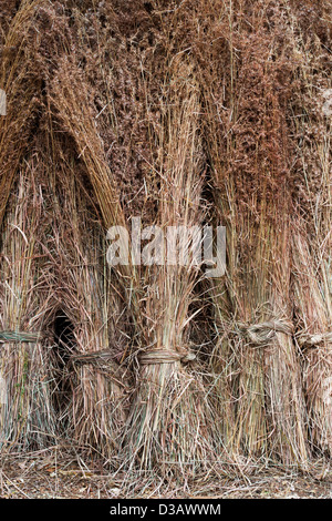 Harvested bundles of long dried grass. India Stock Photo: 54167837 - Alamy